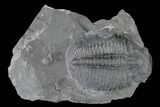 Elrathia Trilobite Molt Fossil - Utah - House Range #139711-1